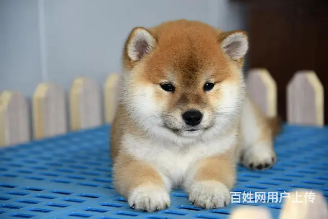 崇左正规柴犬犬舍（优莱柴犬），欢迎来电咨询 - 图片 4