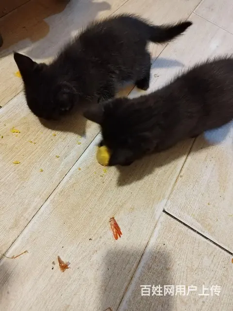免费赠送小奶猫 - 图片 4