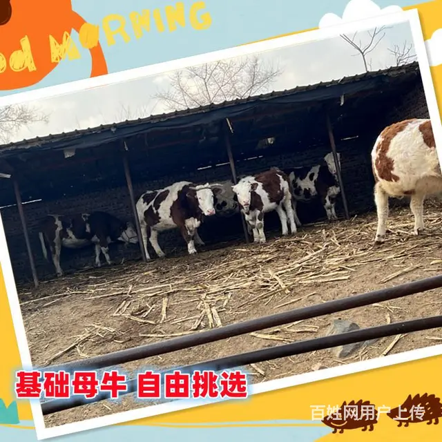 六百斤 西门塔尔大母牛 现在什么价钱 - 图片 2