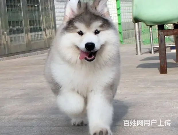 广州纯种阿拉斯加犬价格 狗舍直销 包纯种健康签协议 - 图片 1