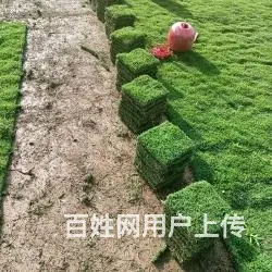 大叶油草。马尼拉草。台湾草 - 图片 7
