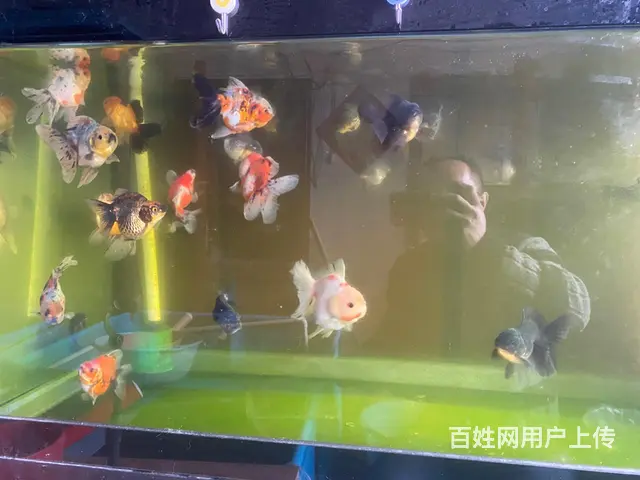 出售元宝鎏金，元宝泰狮，花泰狮 - 图片 7