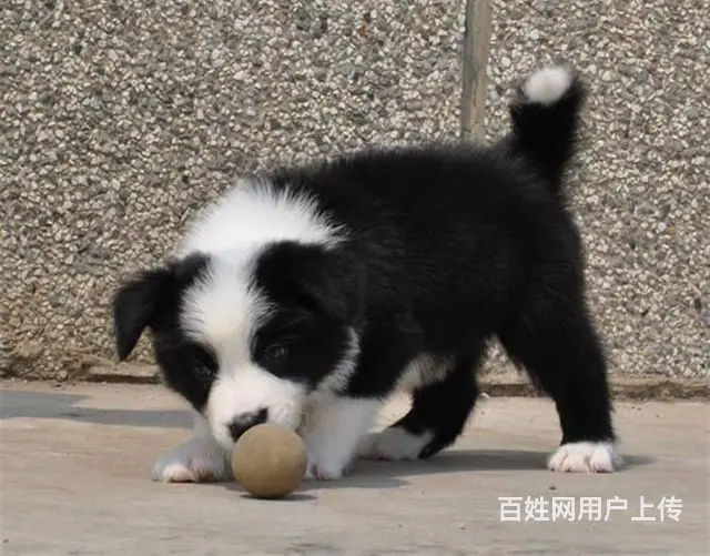 哪里有边境牧羊犬 边牧多少钱一只 纯种边牧多少钱 - 图片 6