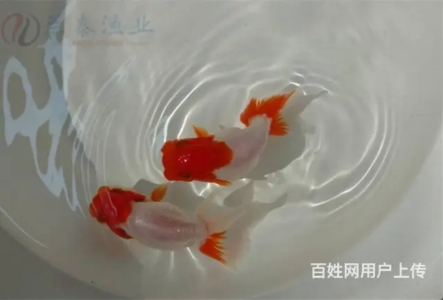 哪里买泰狮金鱼 - 图片 1