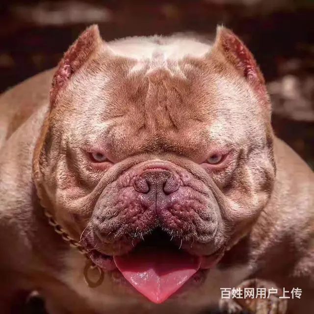 辽阳哪里有卖恶霸犬 恶霸犬多少钱一只 恶霸犬好养吗 恶霸犬图 - 图片 5