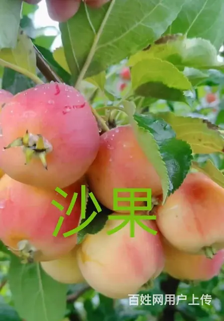 卖各种果树 - 图片 8