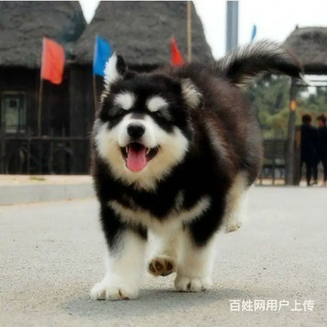 出售阿拉斯加幼犬 赛级品质 有标准体和巨型阿拉斯加 - 图片 5