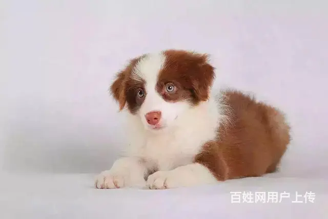 辽阳上哪可以看到边牧犬舍，边牧犬舍地址位置 - 图片 6