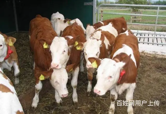 出售肉牛西门塔尔夏洛莱利木赞 - 图片 5