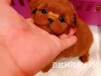 昆明泰迪多少钱一只 泰迪价格 茶杯犬泰迪 - 图片 2