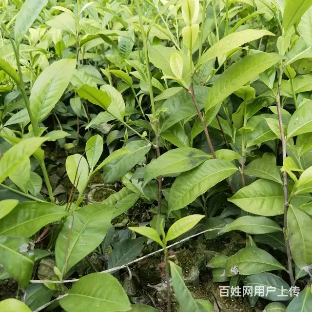 勐库大叶种茶苗、勐海大叶种茶苗，梧州茶叶苗 - 图片 2
