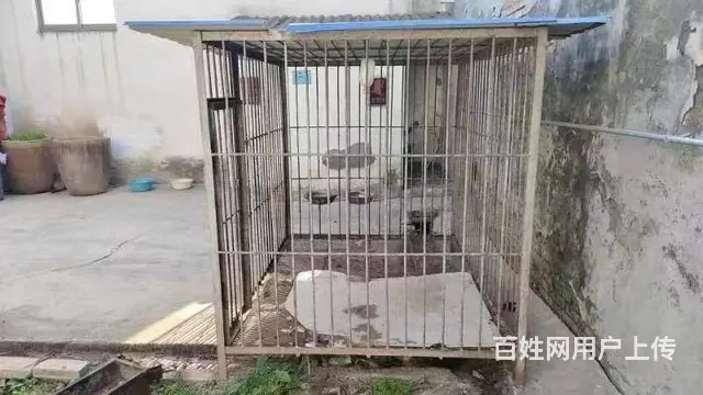 马犬 - 图片 1
