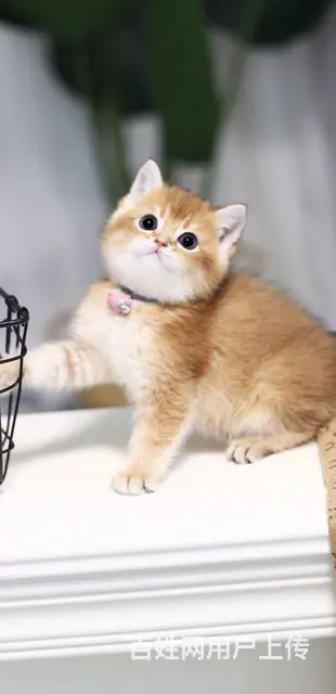 湖州本地哪里有靠谱的猫舍？美国短毛猫哪里卖？ - 图片 4
