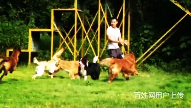 广州番禺桥南(粤虎训犬俱乐部) - 图片 3