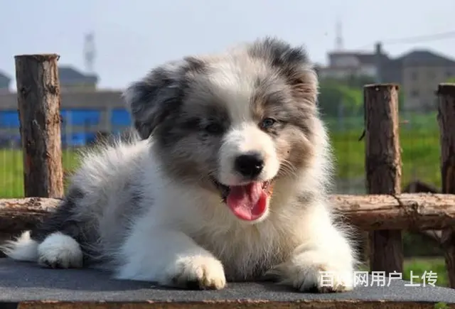 哪里有卖边境牧羊犬 纯种边境牧羊犬多少钱一只 - 图片 7