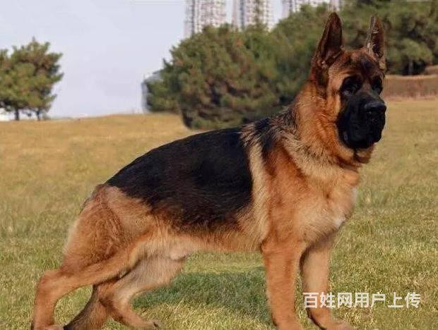 出售德国牧羊犬 弓背赛系锤系看家护院 品质保证