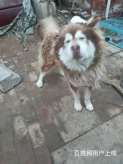 ，便宜出售阿拉斯加雪橇犬 - 图片 1