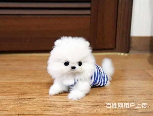 球体博美犬 哈多利系博美犬 纯种博美犬出售 - 图片 6