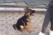 出售锤系德牧 黑脸大头短嘴锤系幼犬公母均有