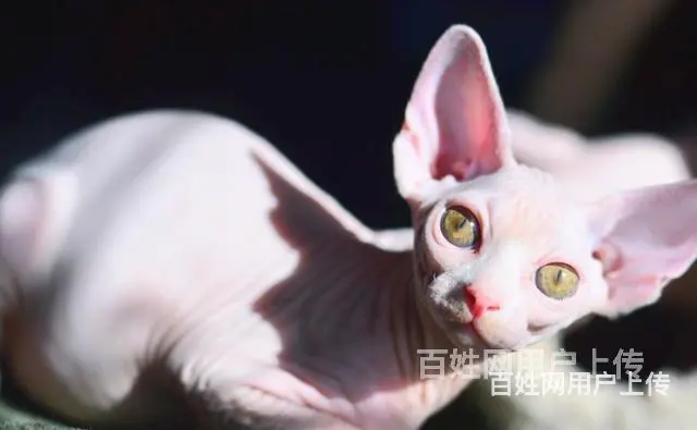常州纯种无毛精灵猫一手出售 - 图片 4