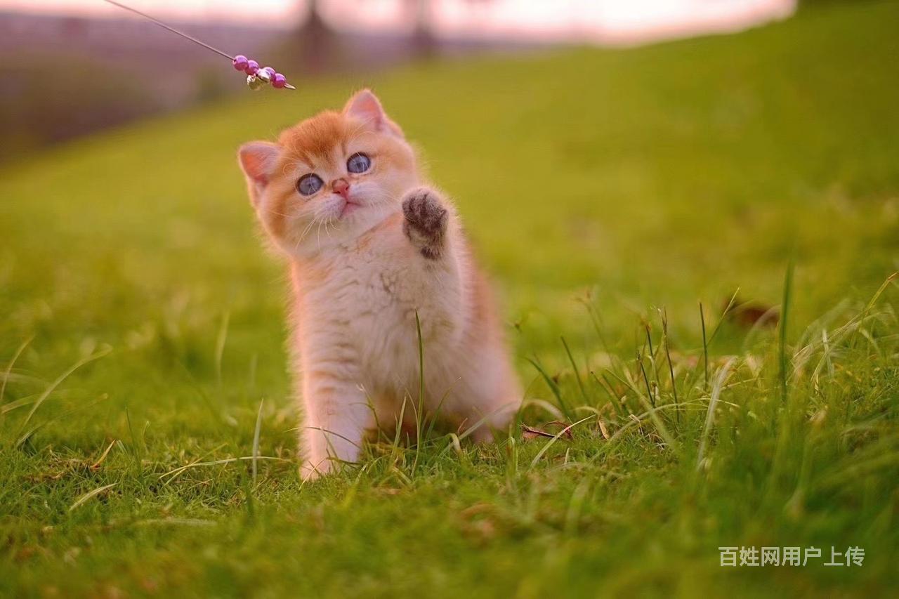 【图】- 纯种金渐层多少钱一只 图片价位 哪里有卖