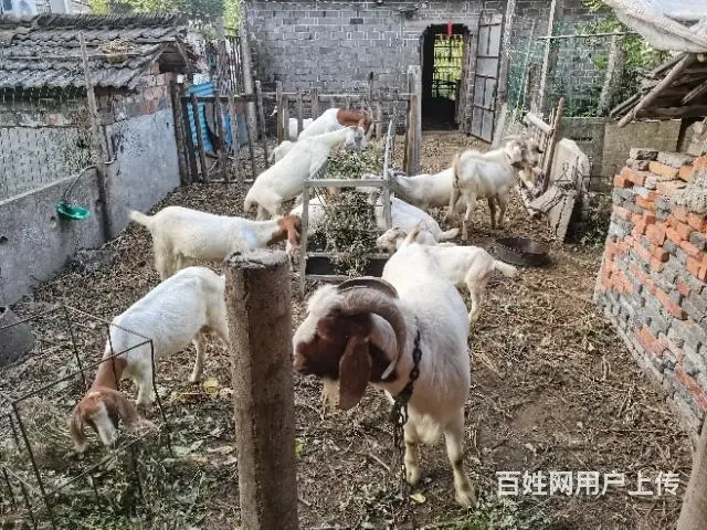 山羊 - 图片 3