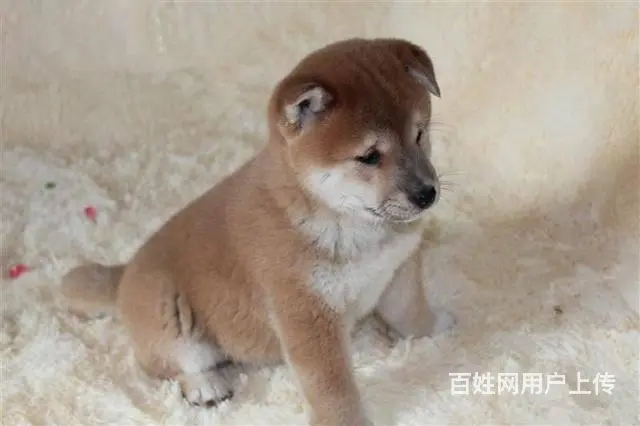 纯种日本柴犬 纯正柴犬出售保健康疫苗驱虫做全 - 图片 8