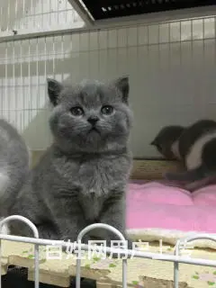 哪里有英短蓝猫卖的 蓝猫多钱一只 - 图片 2