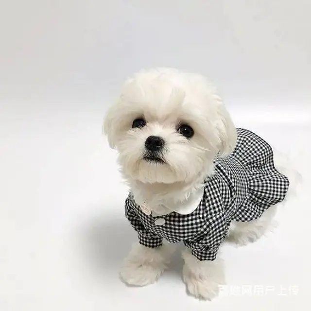 广州纯种马尔济斯犬价格 狗舍直销 包纯种健康签协议 - 图片 6