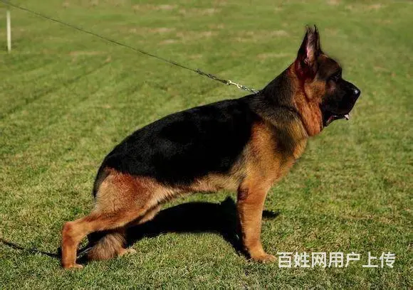 北京大头黑脸德牧犬 纯种锤系德牧多少钱一只 - 图片 3