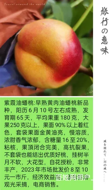 中油蟠9号桃油蟠6-21苗济宁新品种桃苗基地直销 - 图片 3