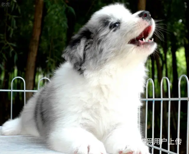 出售   高品质边牧宝宝【益帆边境犬舍】 - 图片 9
