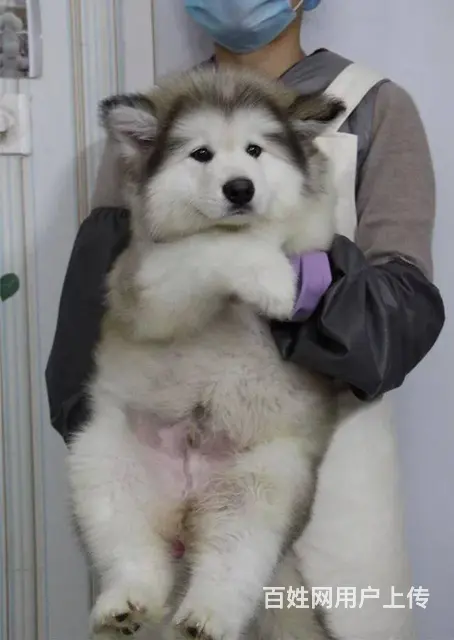 出售阿拉斯加幼犬 阿拉斯加喂养 阿拉斯加训练方法 - 图片 1