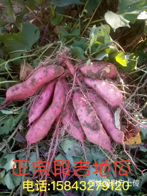 自家种的正宗段吉地瓜 - 图片 11