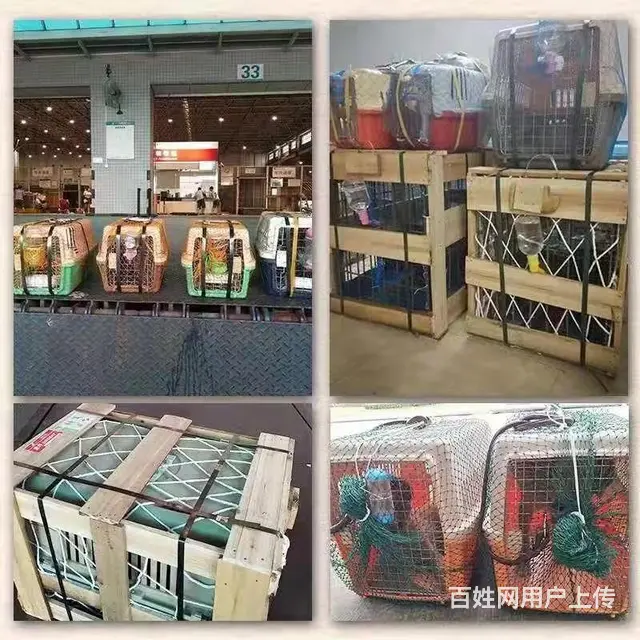 资阳安岳周边宠物托运（猫狗活体快递）陆运 空运至全国 - 图片 3