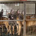 肇庆马犬/价格/图片批发价格、市场报价