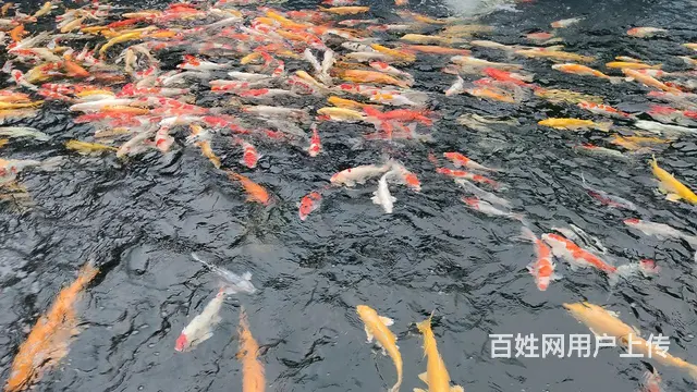 苏州锦鲤鱼金鱼养殖场批发价格多少钱 - 图片 5