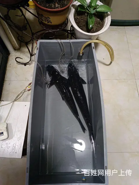 螺蛳青鱼，手竿钓的吃不完拿来卖 - 图片 1