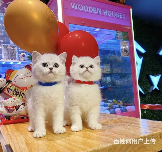 湖州本地哪里有靠谱的猫舍？美国短毛猫哪里卖？ - 图片 1