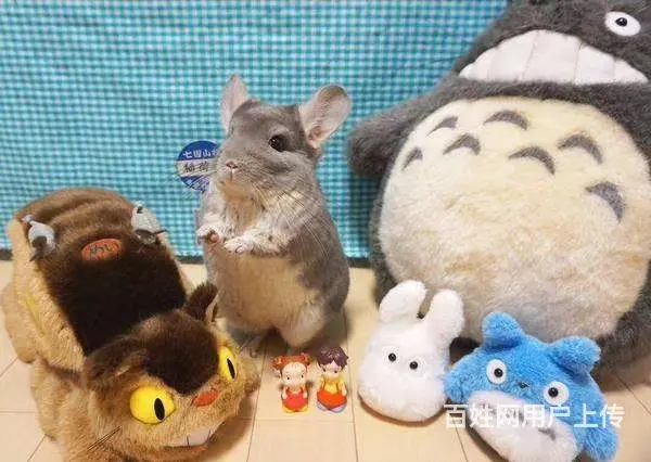 宠物，龙猫 - 图片 5