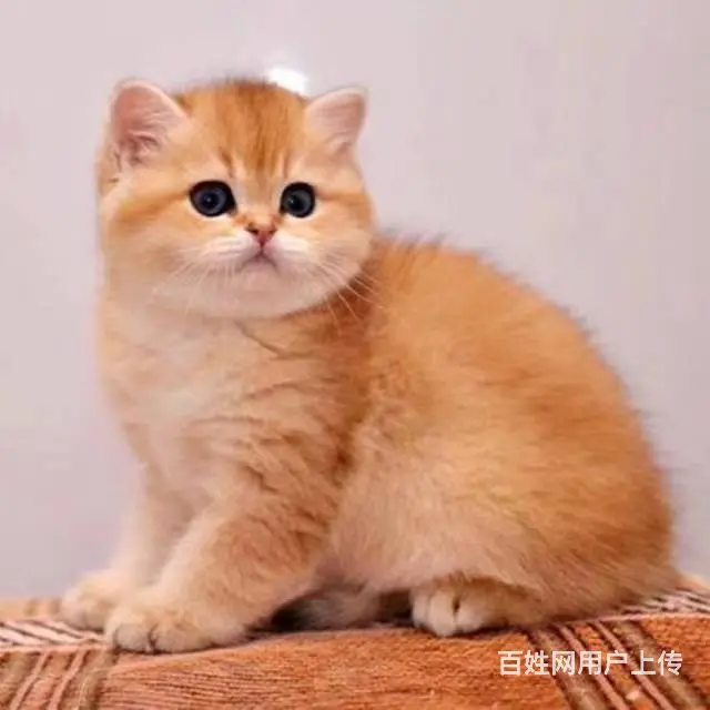 常州哪里有加菲猫卖的 加菲猫好养吗 疫苗齐全包健康 - 图片 2