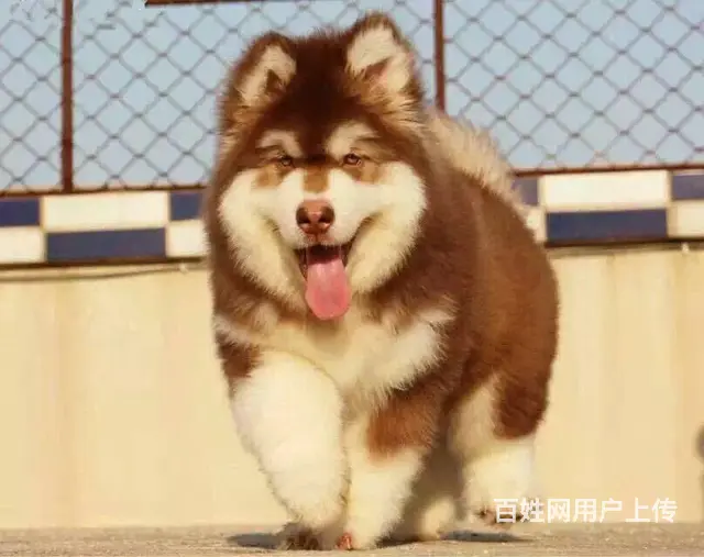 纯种阿拉斯加 红色阿拉斯加幼犬，品相好购买有保障 - 图片 3