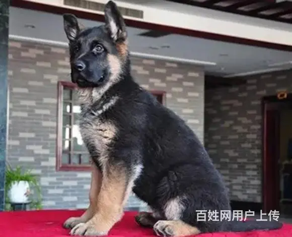 吕梁上哪可以看到德牧犬舍，德牧犬舍地址位置 - 图片 5
