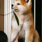 出售纯种秋田犬、金牌店铺品质保障、诚信经营保障