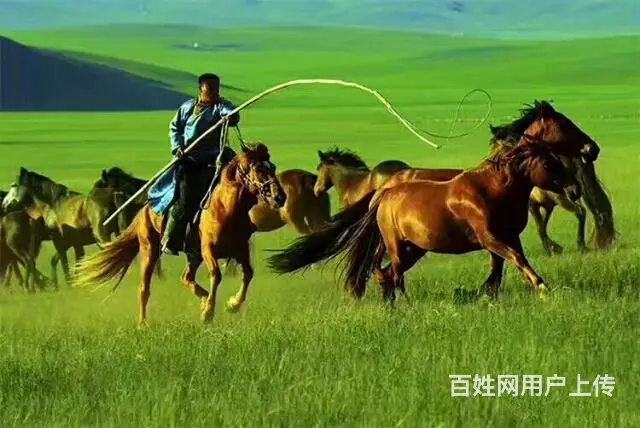 呼伦贝尔市满洲里阿尔山漠河旅游包车找常师傅靠谱 - 图片 12