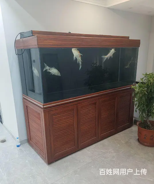 金海王、可丽爱、水族箱、鱼缸、锦鲤 - 图片 5