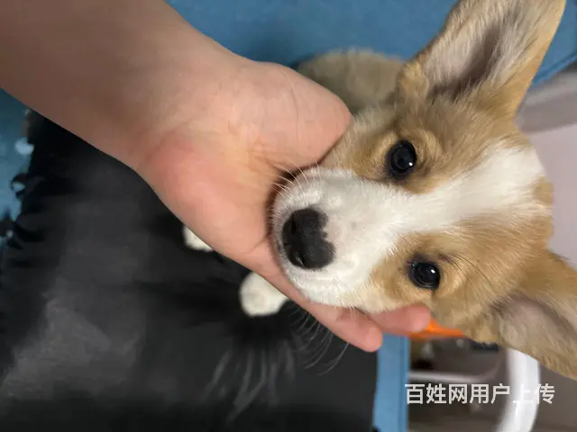 家养柯基转售 - 图片 7