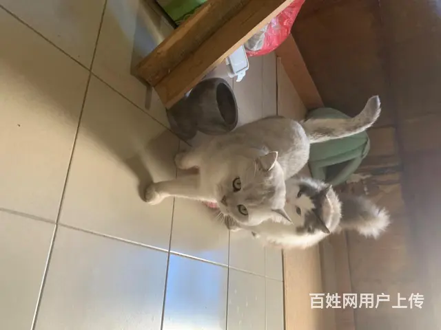 出售自家养的小猫 - 图片 4