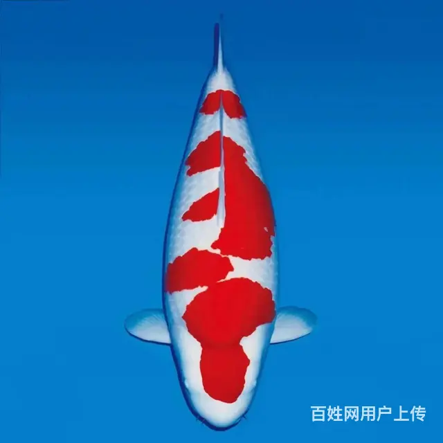 日照鱼管家 - 图片