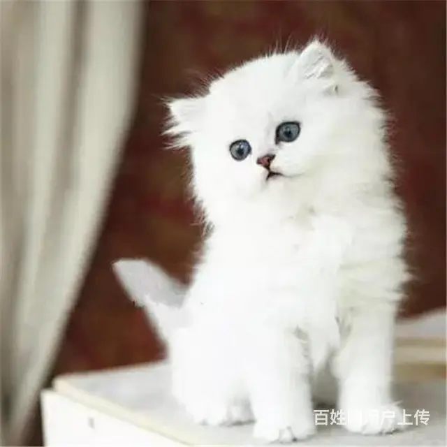 贵州黔南双血统金吉拉猫舍直销 - 图片 9